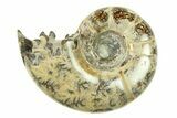 Polished, Sutured Ammonite (Argonauticeras) Fossil - Madagascar #287579-1
